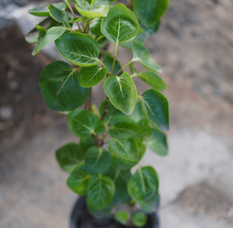 Are herbs good for treating anxiety